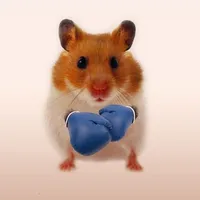 Hamster Wallpapers icon