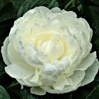Peony Wallpapers icon