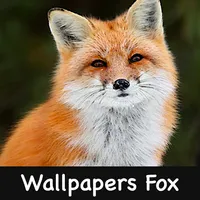Fox Wallpapers 2021 icon