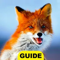 Cute wallpaper fox hd icon