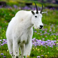 Glacier NP Wildflowers icon