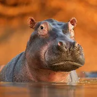 The Hippo icon