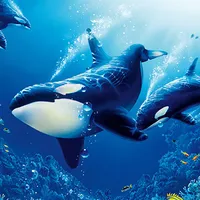 The Killer Whale icon