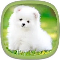 Cute Puppy Wallpapers icon