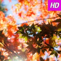 Autumn Wallpapers Free HD icon