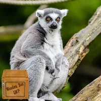 lemur wallpaper icon