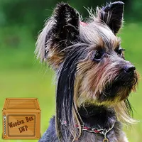 yorkshire terrier wallpaper icon
