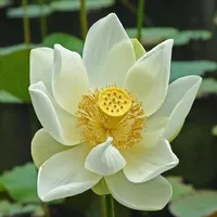 Flower HD Wallpaper icon