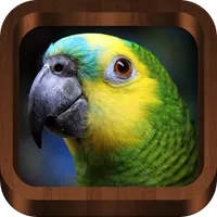 Bird Calls - Songs & Sounds icon