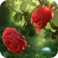 Red Rose Flower Live Wallpaper icon