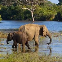 Wildlife Sri Lanka - Yala icon