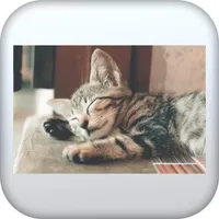 خلفيات لقط 4k لطيف icon