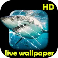 Shark video Live Wallpaper icon