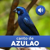 Canto de Azulão icon