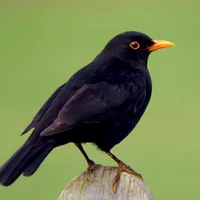 Blackbird Sounds icon