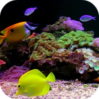 Coral Reef Aquarium Video FREE icon