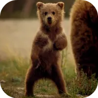 Cute Bear Video Live Wallpaper icon