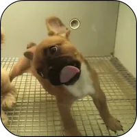 Cute puppy licks glass LWP icon