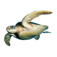 Turtle Ranger icon