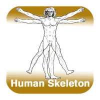 Anatomy - Human Skeleton icon