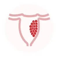 Mola icon