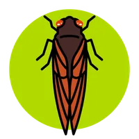 Cicada Safari icon