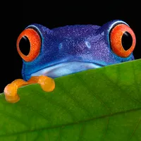 Critter Match icon