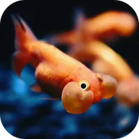 3D Fishes Video Live Wallpaper icon