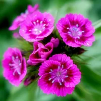 Flying flowers icon