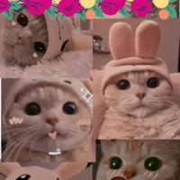 Fondo De Pantalla Gatito Lindo icon