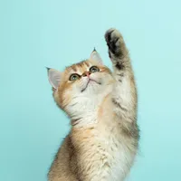 Fondos de gatos icon