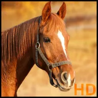 horse pictures icon