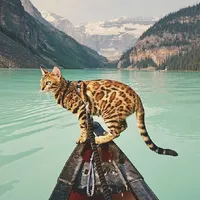 Bengal Wallpapers icon