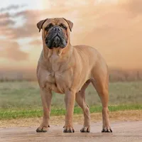 Bullmastiff Wallpapers icon