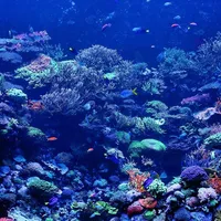 Coral Wallpapers icon