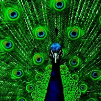 Peacock Wallpapers icon