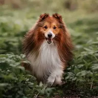 Shetland Sheepdog icon