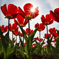 Tulip Wallpapers icon
