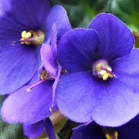 Violet Wallpapers icon