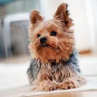 Yorkshire Terrier icon