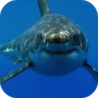 White Shark HD Video Wallpaper icon