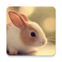 Cute Animals Pictures & Videos icon