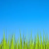 Grass LWP [Revamped] icon