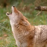 Coyote Wallpaper icon