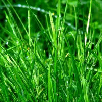 Grass Wallpapers icon