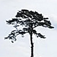 Tree Spotter icon
