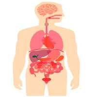 Cuerpo Humano icon