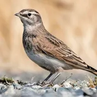 Lark bird sounds icon