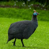 Guinea Fowl Sounds & Calls icon