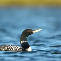 Appp.io - Loon Bird Sounds icon
